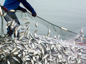Mo&ccedil;ambique cria centro para combater pesca ilegal e perdas bilion&aacute;rias - DR