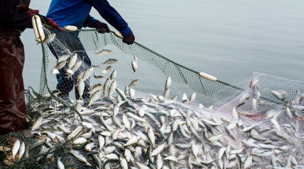 Mo&ccedil;ambique cria centro para combater pesca ilegal e perdas bilion&aacute;rias