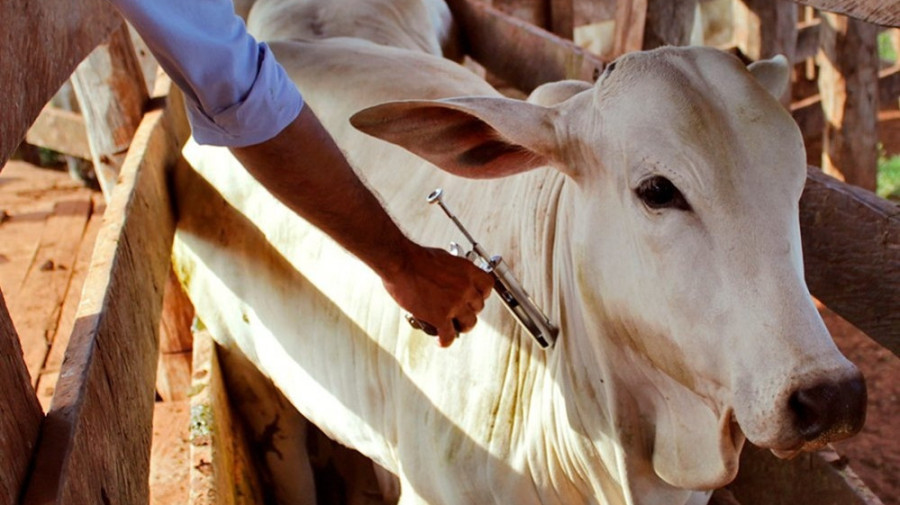 Zaire vacina tr&ecirc;s mil cabe&ccedil;as de gado bovino