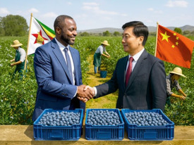 Zimbabwe exporta primeiro carregamento de mirtilos para a China - DR