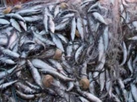 Angola prev&ecirc; produzir mais de 80 mil toneladas de peixe at&eacute; 2030 - DR