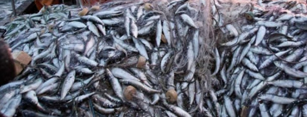Angola prev&ecirc; produzir mais de 80 mil toneladas de peixe at&eacute; 2030