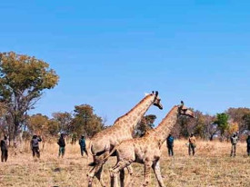 Parque do Bicuar volta a acolher girafas - DR