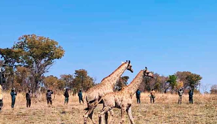 Parque do Bicuar volta a acolher girafas