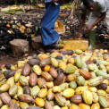 Safra de cacau na &Aacute;frica Ocidental amea&ccedil;ada pelo El Ni&ntilde;o