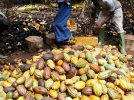 Safra de cacau na &Aacute;frica Ocidental amea&ccedil;ada pelo El Ni&ntilde;o - DR