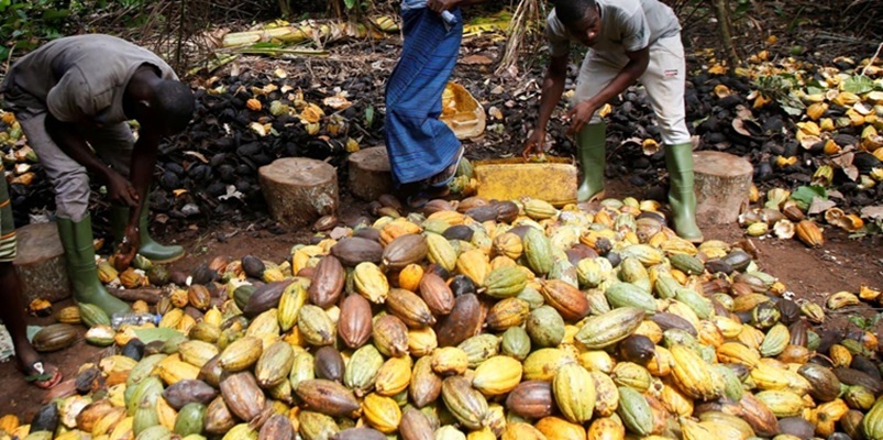 Safra de cacau na &Aacute;frica Ocidental amea&ccedil;ada pelo El Ni&ntilde;o