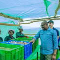  Rwanda lan&ccedil;a programa de financiamento agr&iacute;cola de USD 21 milh&otilde;es