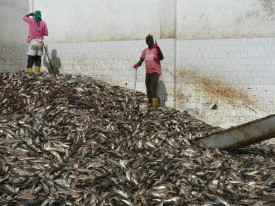 Senegal enfrenta preocupa&ccedil;&otilde;es crescentes sobre explora&ccedil;&atilde;o dos recursos pesqueiros - DR