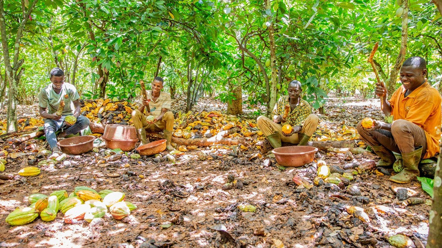 Cacau da C&ocirc;te d'Ivoire enfrenta dificuldades para chegar ao mercado europeu
