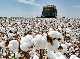 Angola poder&aacute; contar com o apoio do Brasil na produ&ccedil;&atilde;o de algod&atilde;o - DR