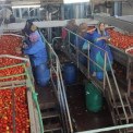 Egipto regista 5,13 mil milh&otilde;es de d&oacute;lares em exporta&ccedil;&otilde;es de alimentos