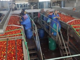 Egipto regista 5,13 mil milh&otilde;es de d&oacute;lares em exporta&ccedil;&otilde;es de alimentos - DR
