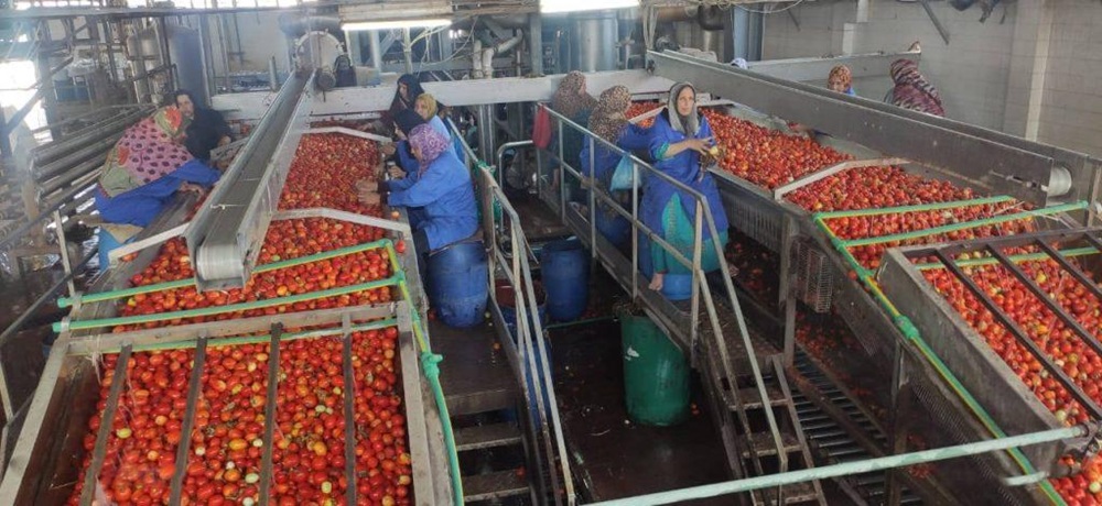 Egipto regista 5,13 mil milh&otilde;es de d&oacute;lares em exporta&ccedil;&otilde;es de alimentos