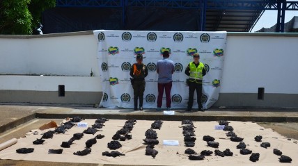Interpol det&eacute;m 233 pessoas numa opera&ccedil;&atilde;o contra crimes ambientais