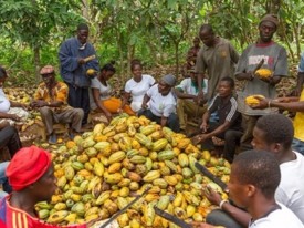 Ghana testa financiamento interno para o mercado do Cacau - DR