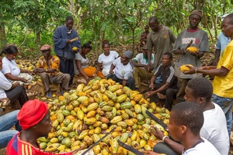 Ghana testa financiamento interno para o mercado do Cacau