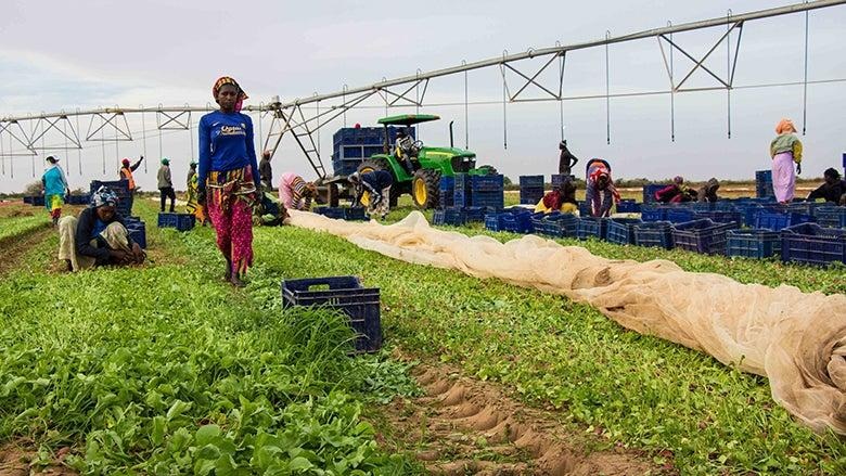 FAO mobiliza investidores para projectos agro-industriais em pa&iacute;ses africanos