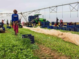 FAO mobiliza investidores para projectos agro-industriais em pa&iacute;ses africanos - DR