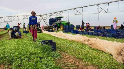 FAO mobiliza investidores para projectos agro-industriais em pa&iacute;ses africanos